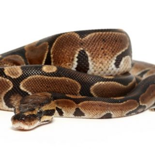 Ball Python Facts and Pictures