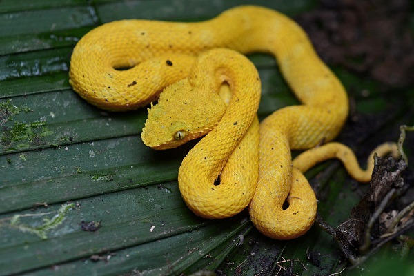 Eyelash Viper Facts and Pictures | Reptile Fact