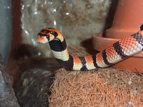 Cape Coral Snake Facts and Pictures
