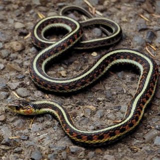 Common Garter Snake Facts and Pictures