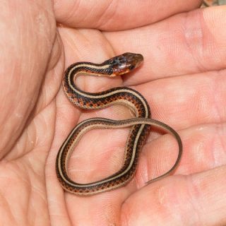 36+ Common Gartner Snake, The species is indigenous to north america