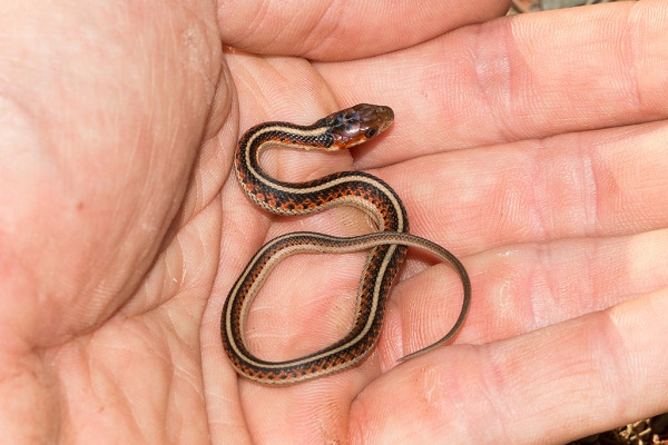 Common Garter Snake Facts And Pictures