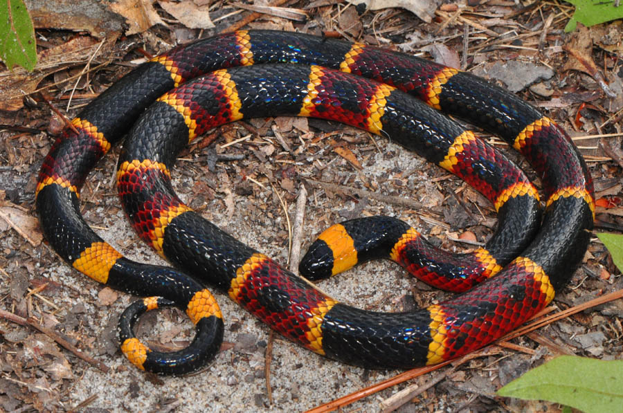 Eastern-Coral-Snake.jpg