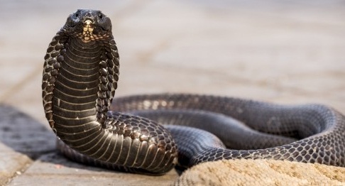 Egyptian Cobra Facts And Pictures Egyptian Cobra Facts And Pictures