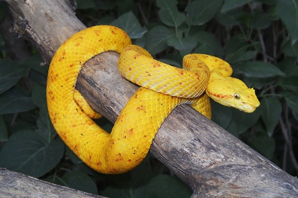Eyelash Viper Facts and Pictures | Reptile Fact