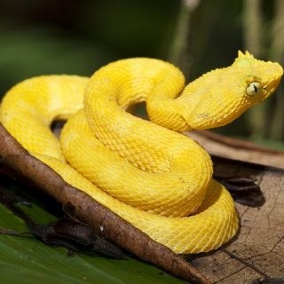 Eyelash Viper Facts and Pictures
