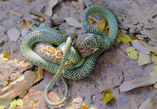 Golden Tree Snake Facts and Pictures