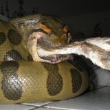 Image showcasing Green Anaconda Facts and Pictures