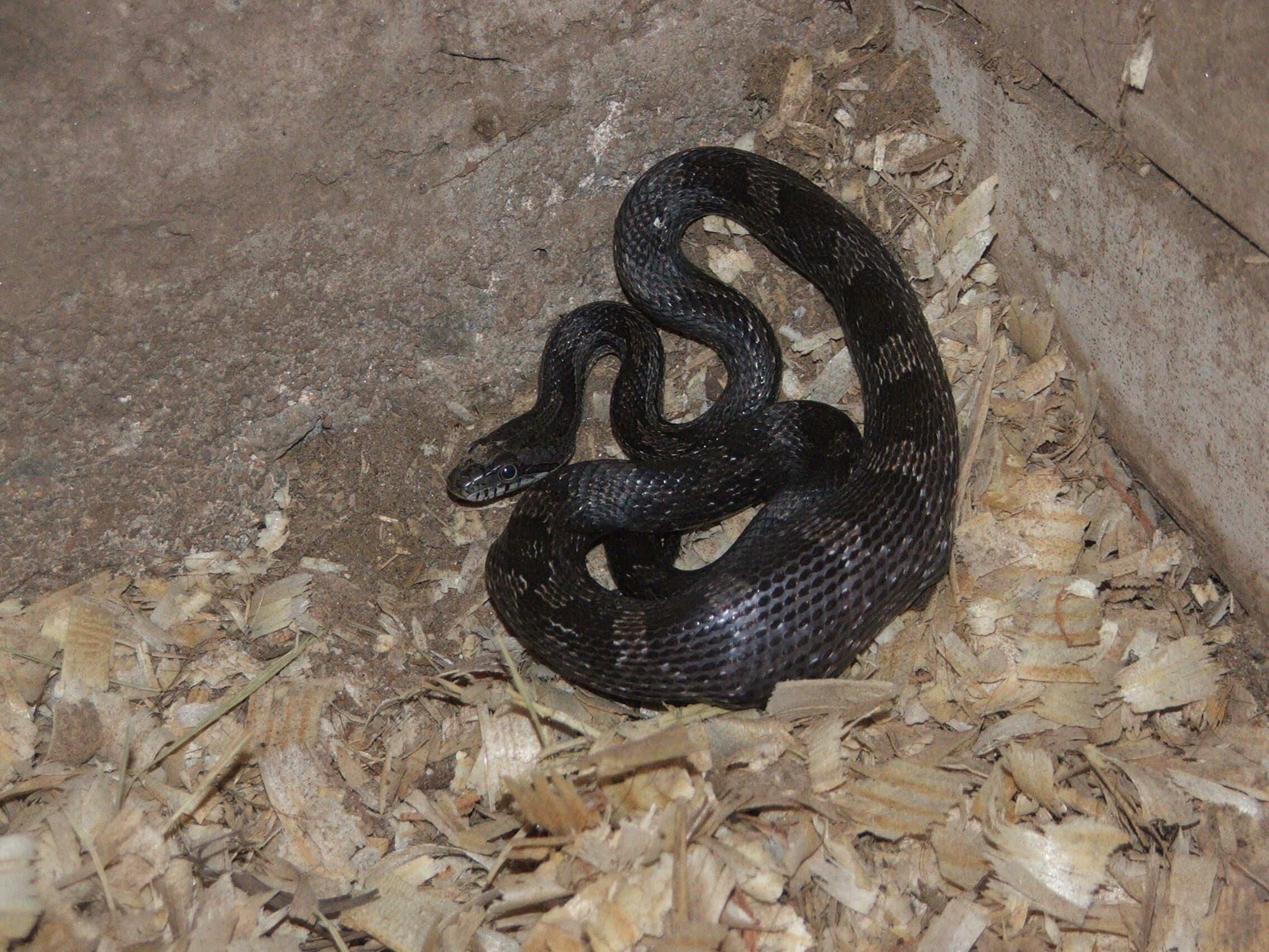 Black Rat Snake Facts and Pictures2272 x 1704