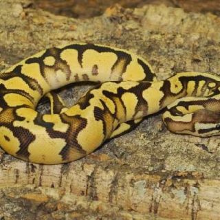 Ball Python Facts and Pictures