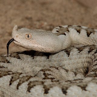 Long-Nosed Adder Facts and Pictures