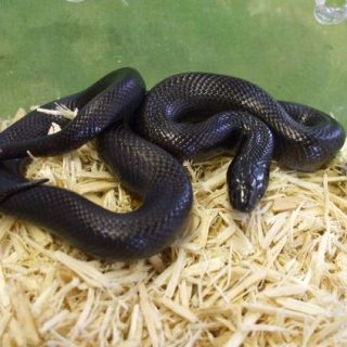 Mexican Black Kingsnake Facts and Pictures