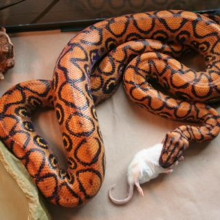 Rainbow Boa Facts and Pictures