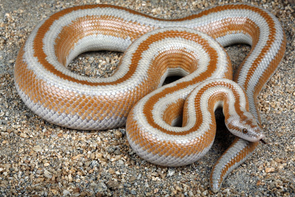 Rosy-Boa.jpg