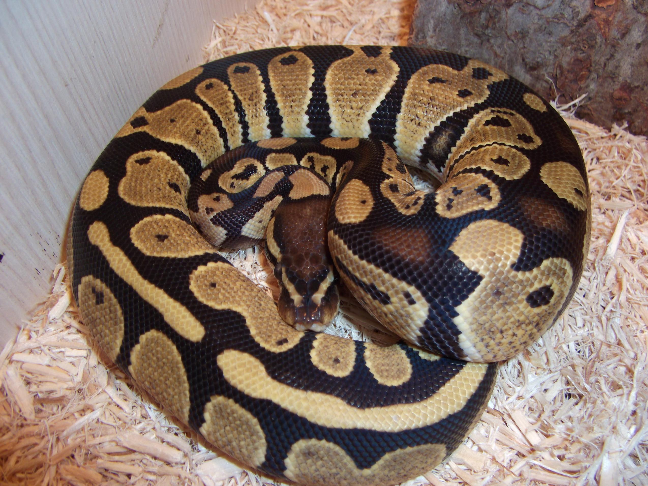 Ball Python Facts and Pictures