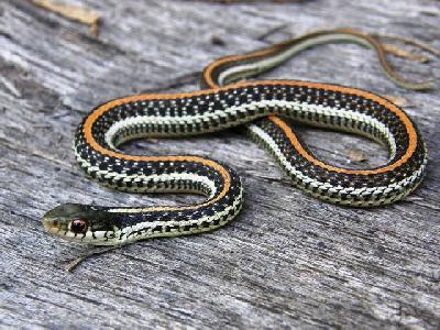 Texas Garter Snake Facts And Pictures