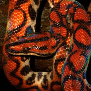 Rainbow Boa Facts and Pictures