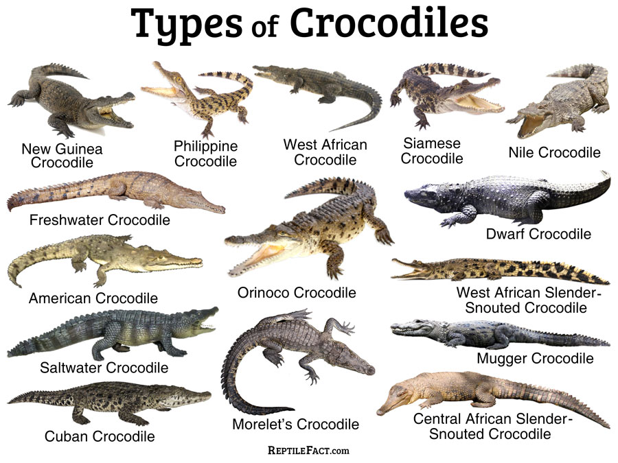 Crocodiles Facts And List Of Types With Pictures