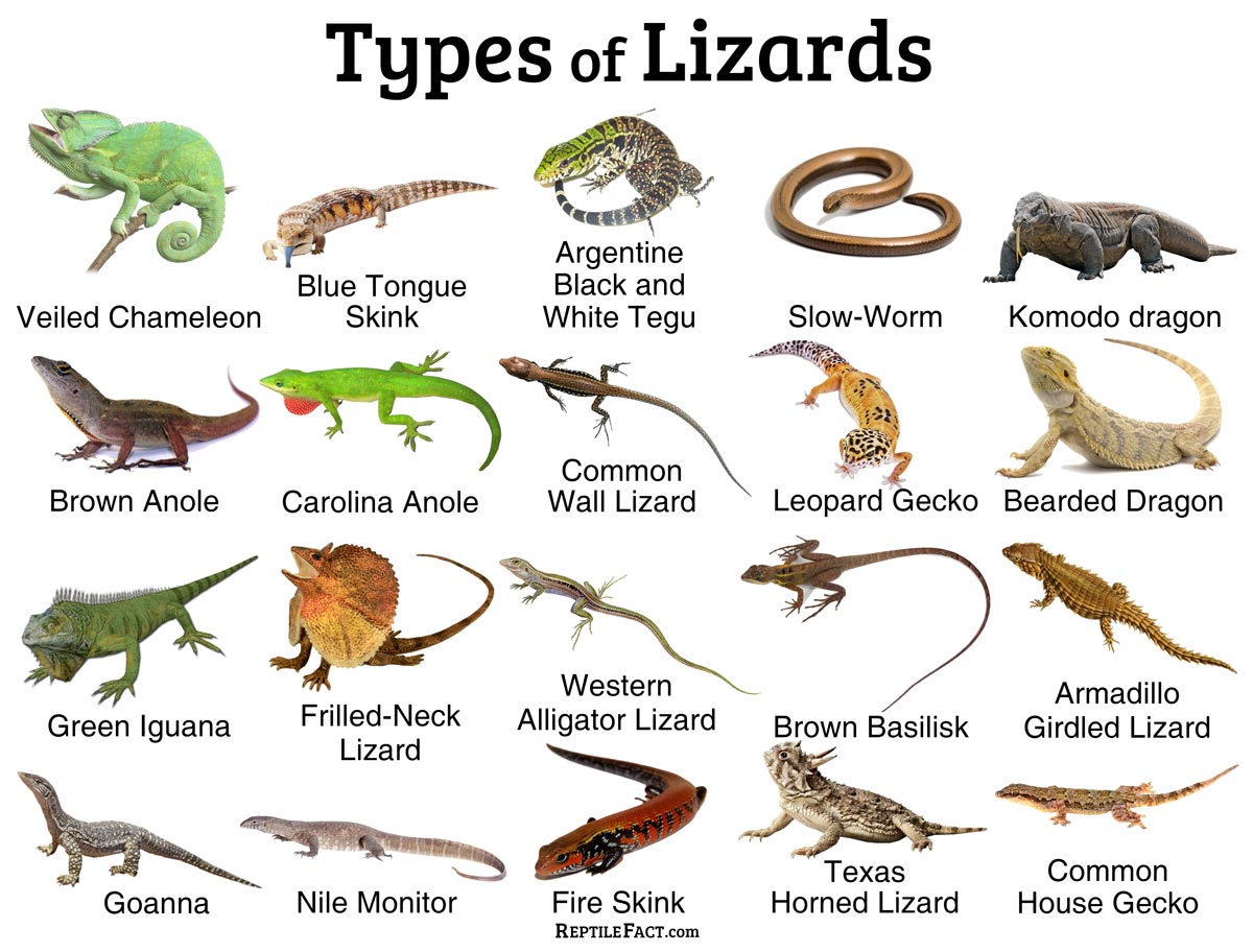 Types Of Lizards With Names