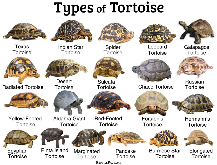 Tortoise Identification Chart