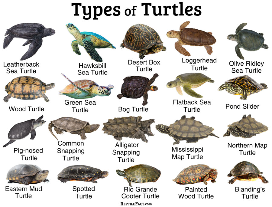 Turtles Facts And List Of Different Types With Pictures