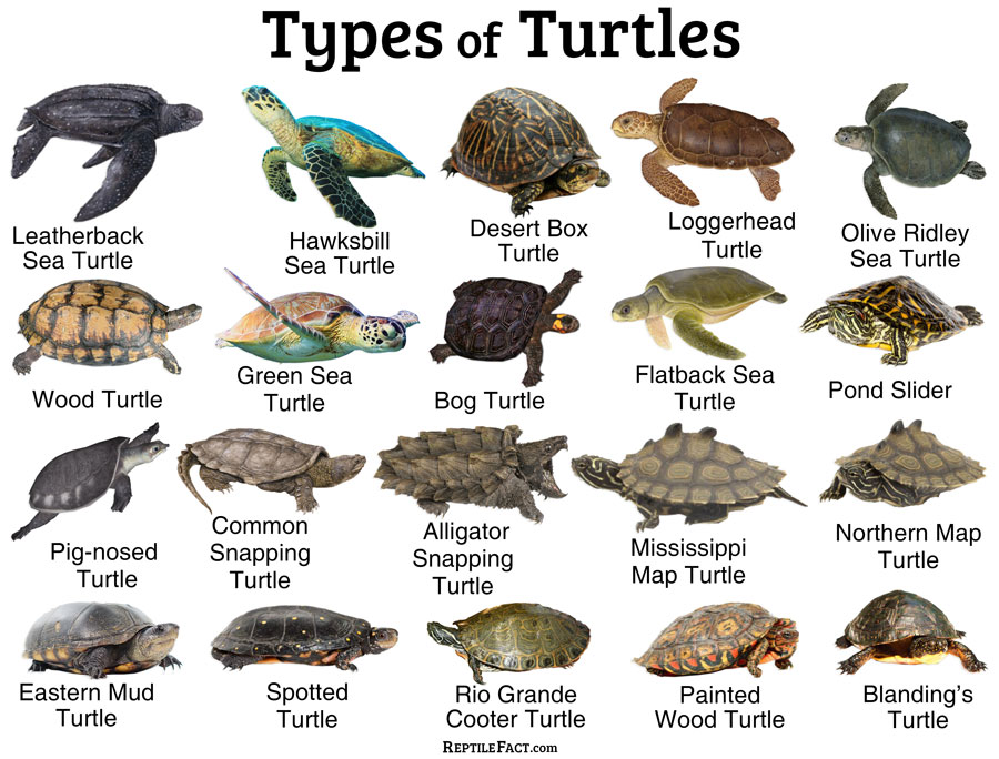 Types Of Sea Turtles Chart