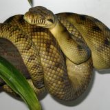 Amethystine Python Facts and Pictures
