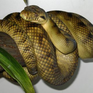 Amethystine Python Facts and Pictures