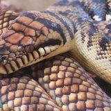 Amethystine Python Facts and Pictures
