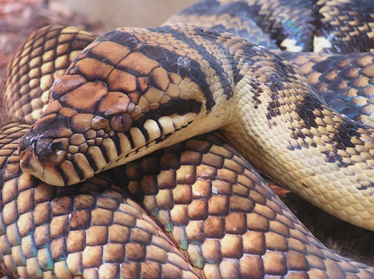 Amethystine Python Facts and Pictures