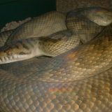 Amethystine Python Facts and Pictures