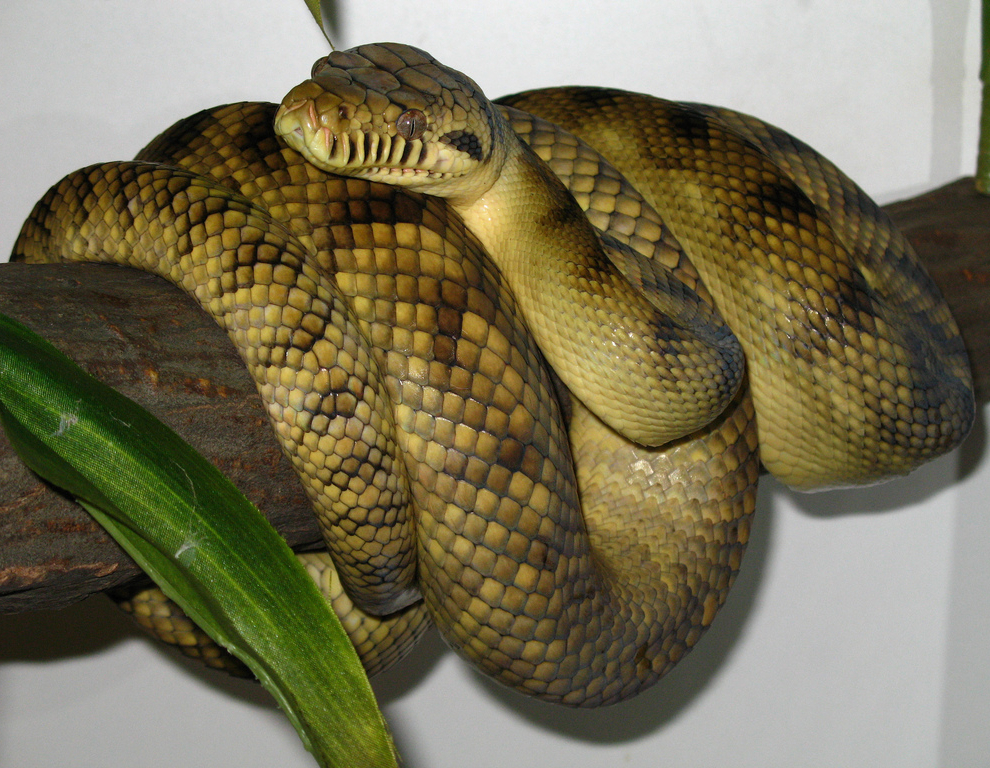 Amethystine Python Facts and Pictures | Reptile Fact