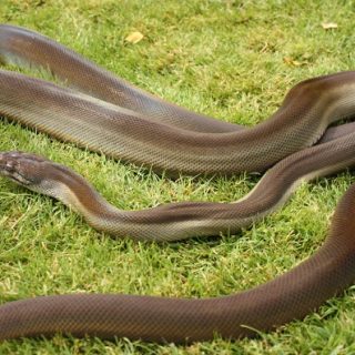Papuan Python Facts and Pictures