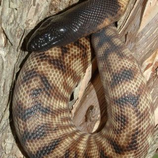 Black Headed Python Facts and Pictures