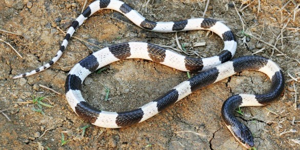 Blue Krait Facts and Pictures