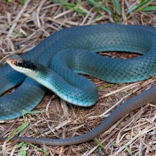 fernandina island racer snakes fernandina island racer snakes