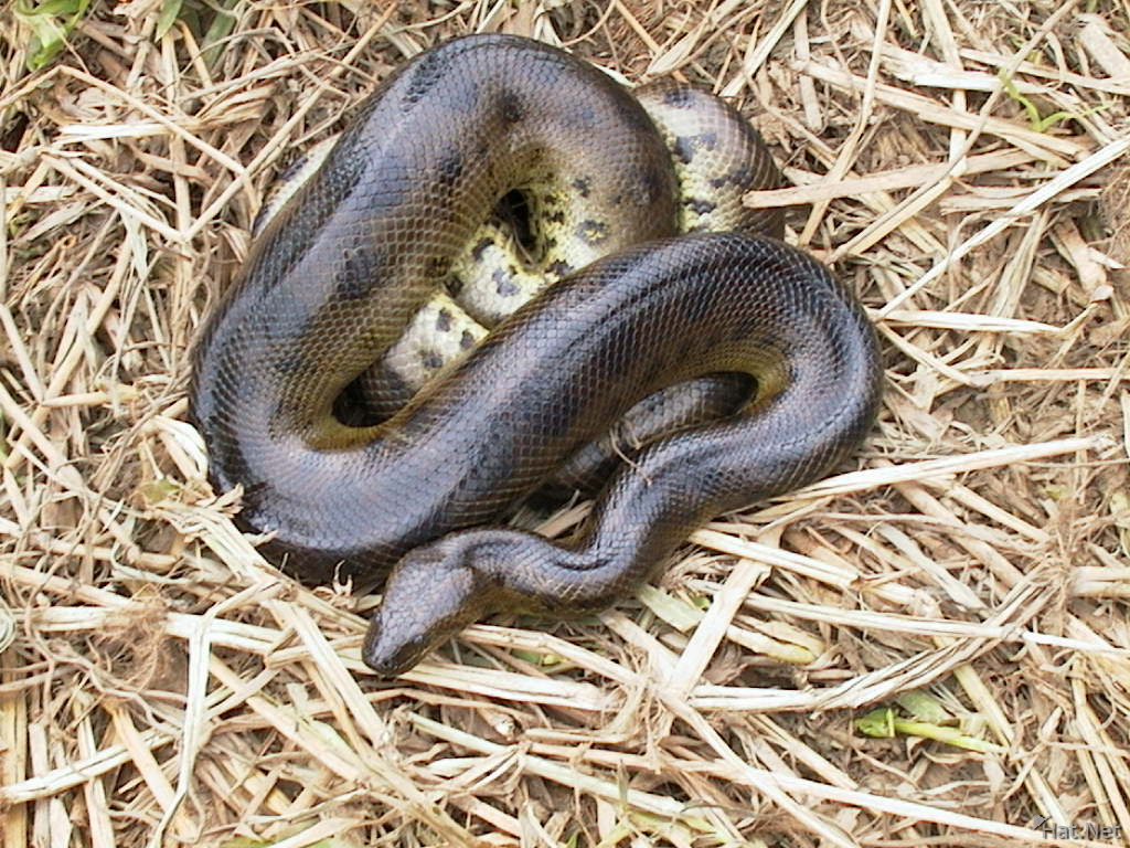 Snakes are longer. Анаконда змея.