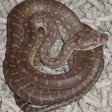 Bredl's Python Facts and Pictures