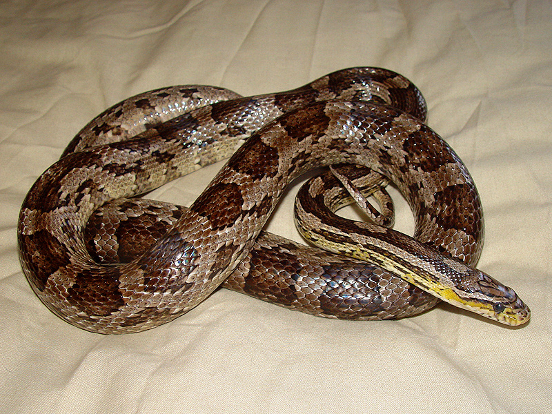 Brown Corn Snake.