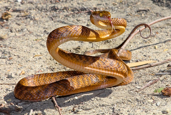 Brown Tree Snake Facts And Pictures