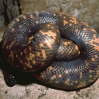 Calabar Python Facts and Pictures