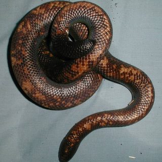 Calabar Python Facts and Pictures