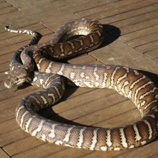 Bredl's Python Facts and Pictures