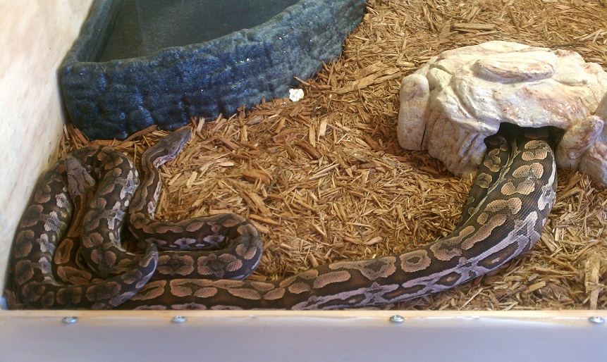 Dumeril s Boa Facts and Pictures Reptile Fact