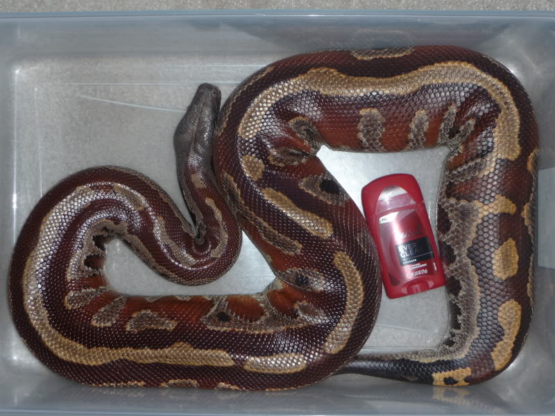 Fat Blood Python.