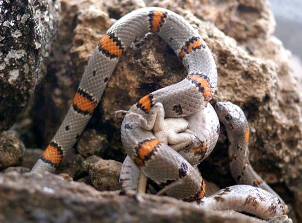 Grey Banded Kingsnake Facts And Pictures