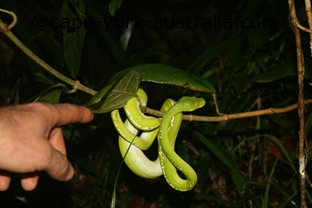 Green Tree Python Facts and Pictures