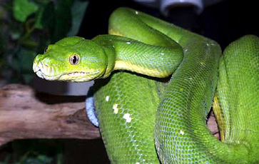 Green Tree Python Facts and Pictures