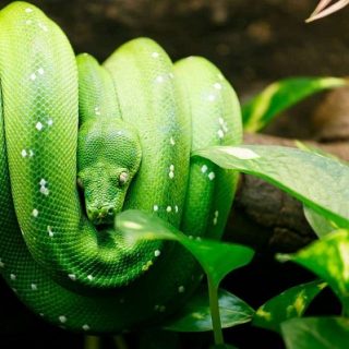 Green Tree Python Facts and Pictures