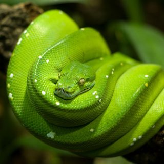 Green Tree Python Facts and Pictures